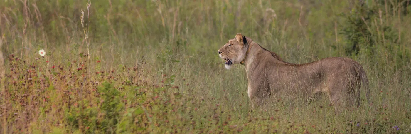 lion in a field