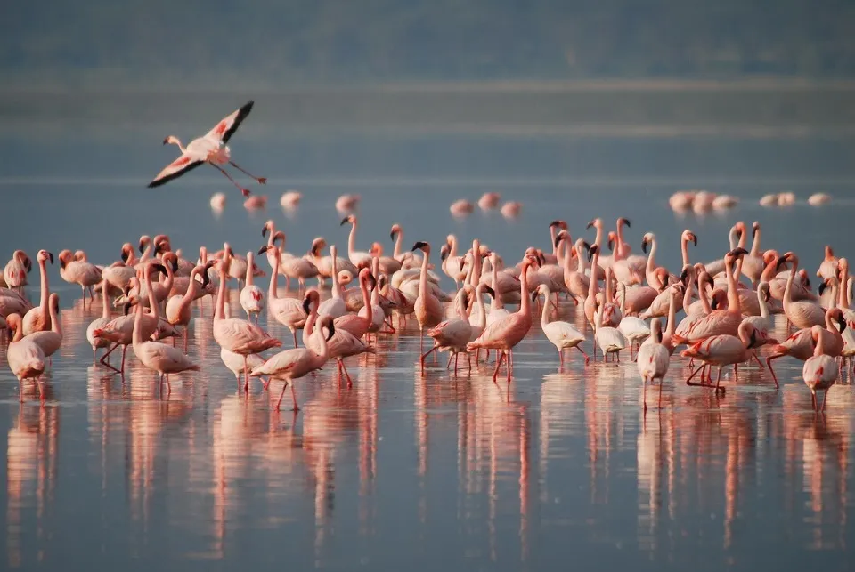 Flamingos Africa